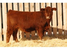 Lot 114A