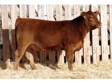 Lot 117A