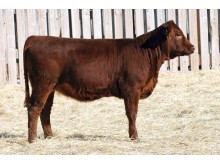 Lot 134A