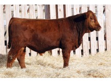 Lot 135A