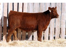 Lot 41A