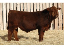 Lot 85A