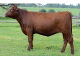 Lot 11