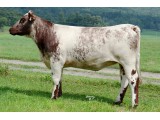 Lot 12