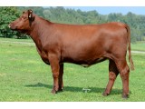 Lot 13