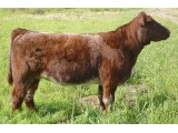 Lot 17