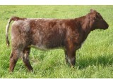 Lot 20
