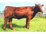 Lot 21
