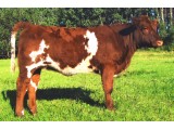 Lot 23