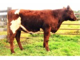 Lot 24