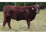 Lot 25