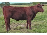 Lot 26