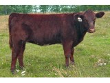 Lot 27