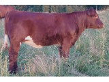 Lot 28