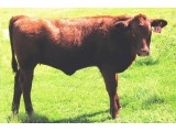 Lot 30