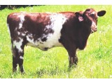 Lot 31