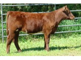 Lot 33