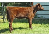 Lot 35