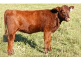 Lot 36