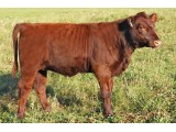 Lot 37