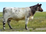 Lot 38