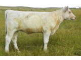 Lot 39