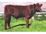 Lot 4