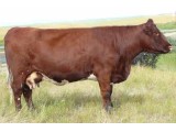Lot 43