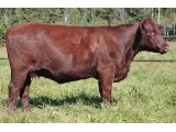 Lot 45