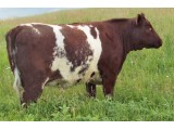 Lot 46