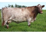 Lot 49 Flush Dam