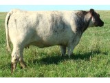 Lot 50 Flush Dam