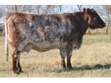 Lot 51 Flush Dam