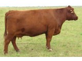 Lot 52 Embryo Dam