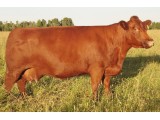 Lot 53 Embryo Dam