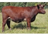 Lot 7