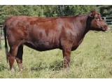 Lot 8