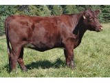 Lot 9