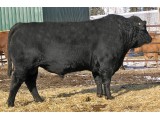 Herdsire: OAR 44U