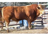 Herdsire: OAR 69W